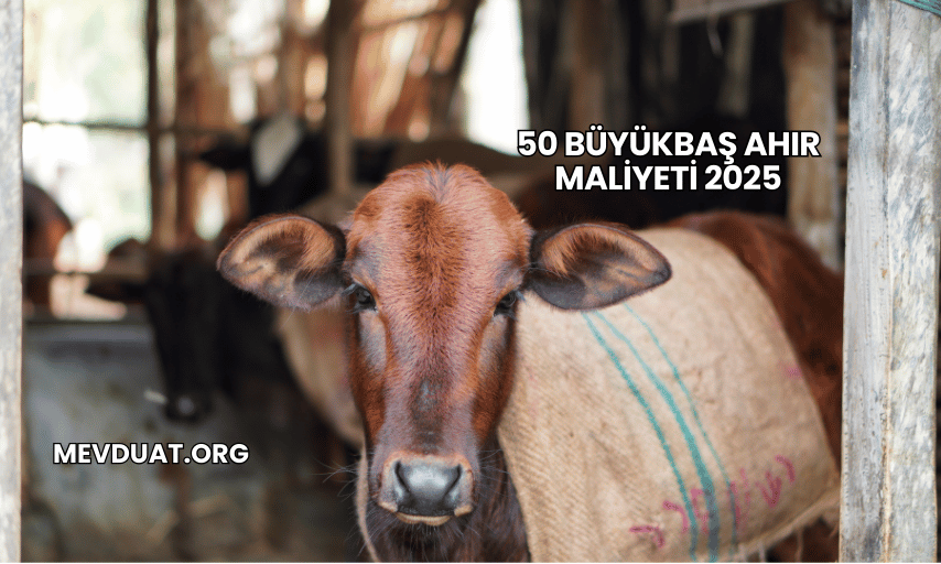 50 Büyükbaş Ahır Maliyeti 2025