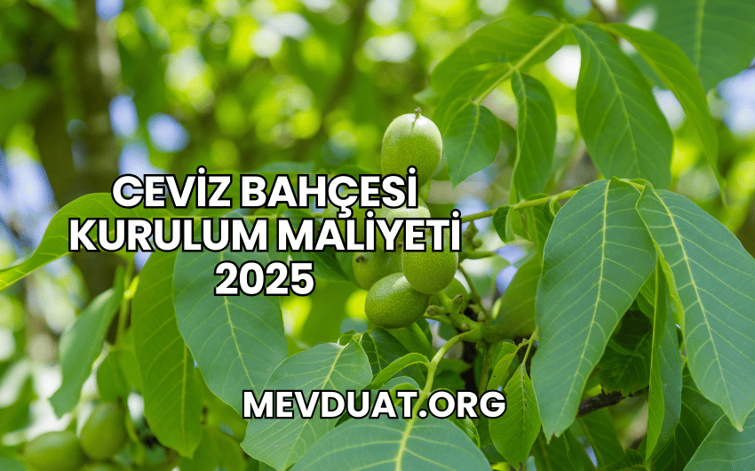 Ceviz Bahçesi Kurulum Maliyeti 2025