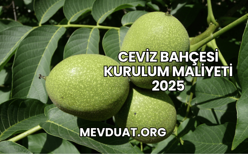 Ceviz Bahçesi Kurulum Maliyeti 2025