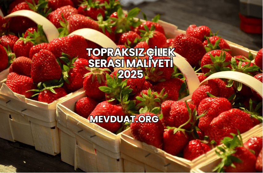 Topraksız Çilek Serası Maliyeti 2025