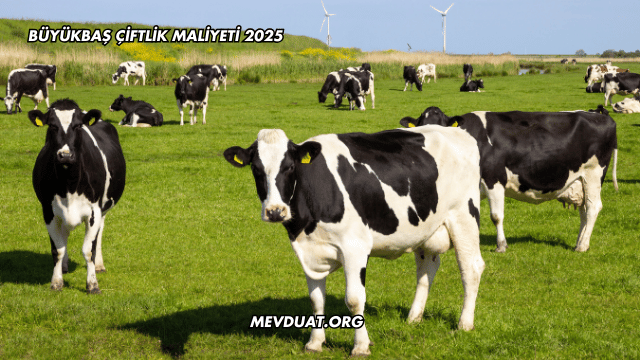 Büyükbaş Çiftlik Maliyeti 2025